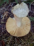 Russula sphagnophila image