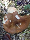 Russula sphagnophila image