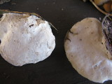 Tyromyces chioneus image