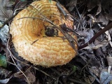 Lactarius speciosus image
