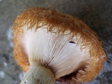 Lactarius speciosus image