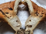 Lactarius speciosus image