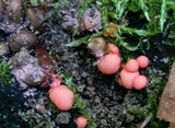 Lycogala epidendrum image