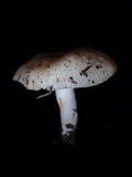 Russula sororia image