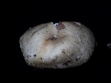 Russula sororia image