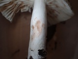 Russula sororia image