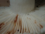 Russula sororia image