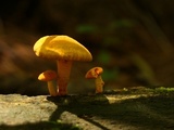 Cyptotrama chrysopepla image