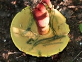 Baorangia bicolor image