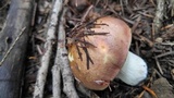 Russula olivacea image