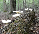 Pleurotus dryinus image