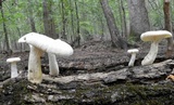 Pleurotus dryinus image