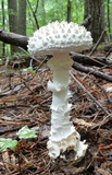Amanita subcokeri image