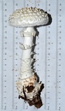 Amanita subcokeri image
