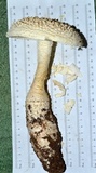 Amanita ravenelii image