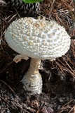 Amanita ravenelii image