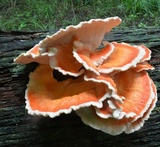 Laetiporus cincinnatus image