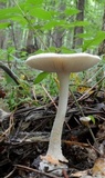Amanita roseitincta image