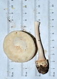 Amanita roseitincta image