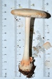 Amanita roseitincta image