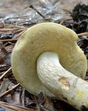 Retiboletus griseus image