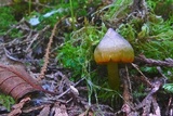 Humidicutis marginata var. olivacea image