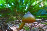Humidicutis marginata var. olivacea image