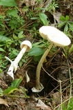 Amanita albiceps image