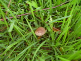 Deconica castanella image