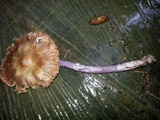Cortinarius vanduzerensis image