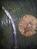 Cortinarius vanduzerensis image