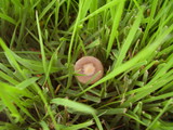 Deconica castanella image