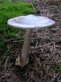 Amanita battarrae image