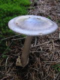 Amanita battarrae image