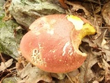 Boletochaete bicolor image