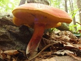 Boletochaete bicolor image