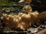 Radulodon copelandii image