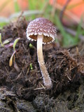 Psathyrella hirta image