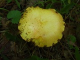 Suillus americanus image