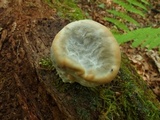 Fomitopsis spraguei image