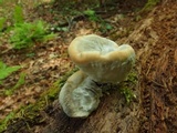 Fomitopsis spraguei image