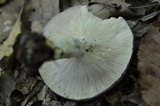 Russula variata image