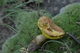 Boletus innixus image