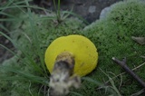 Boletus innixus image