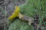 Boletus innixus image