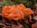 Phaeotremella frondosa image