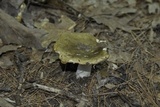 Russula heterophylla image