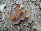 Peziza succosa image