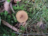 Entoloma formosum image