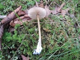Entoloma formosum image